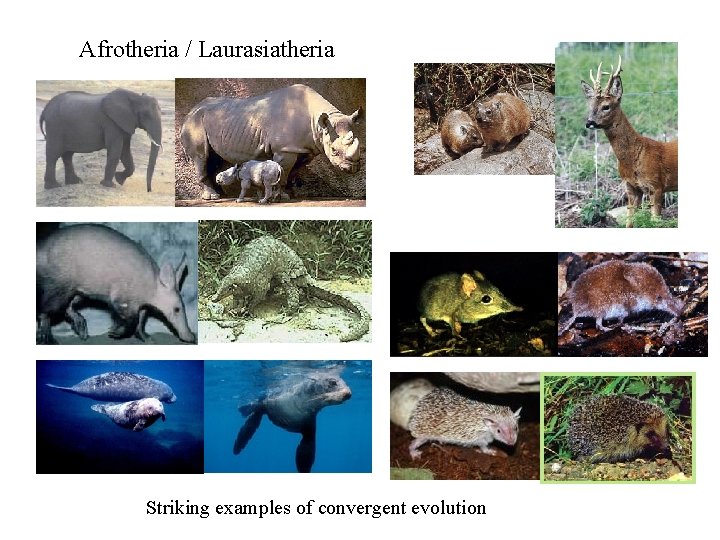 Afrotheria / Laurasiatheria Striking examples of convergent evolution 