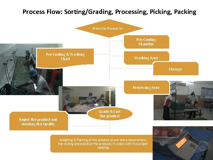 Process Flow: Sorting/Grading, Processing, Picking, Packing Move the Product to Pre-Cooling Chamber Pre Cooling