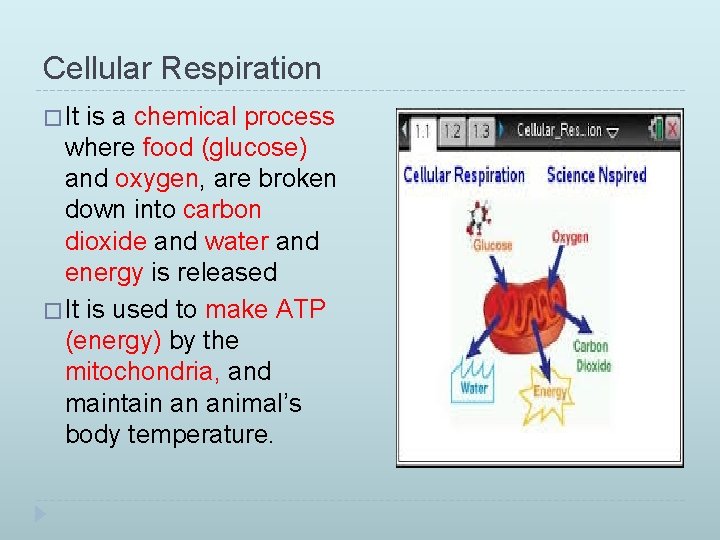 Cellular Respiration � It is a chemical process where food (glucose) and oxygen, are