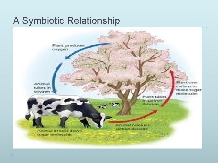 A Symbiotic Relationship 