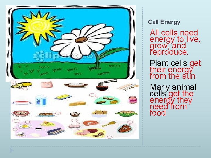 Cell Energy All cells need energy to live, grow, and reproduce. Plant cells get