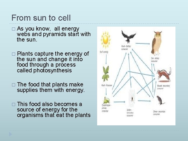 From sun to cell � As you know, all energy webs and pyramids start