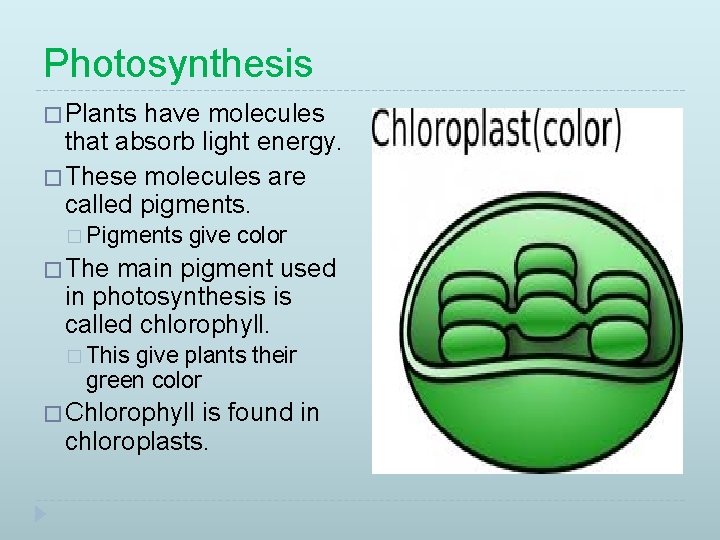 Photosynthesis � Plants have molecules that absorb light energy. � These molecules are called