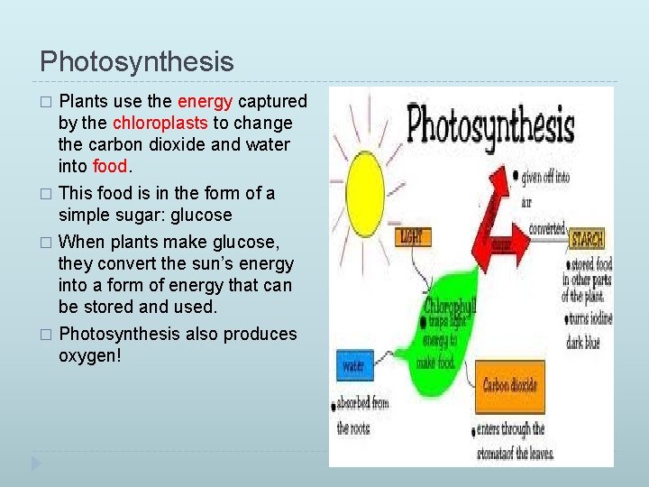 Photosynthesis Plants use the energy captured by the chloroplasts to change the carbon dioxide