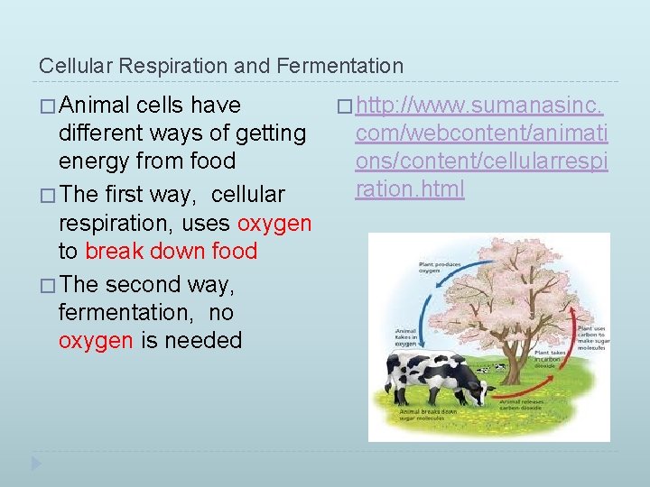 Cellular Respiration and Fermentation � Animal cells have different ways of getting energy from