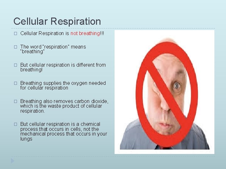 Cellular Respiration � Cellular Respiration is not breathing!!! � The word “respiration” means “breathing”