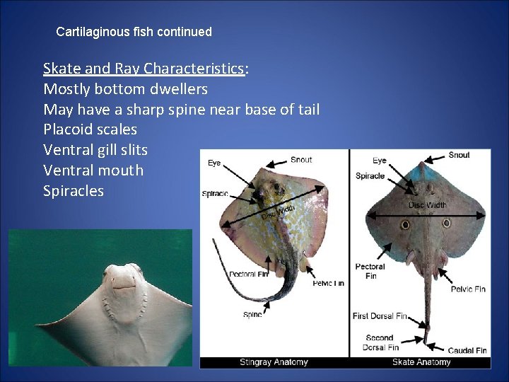 Cartilaginous fish continued Skate and Ray Characteristics: Mostly bottom dwellers May have a sharp