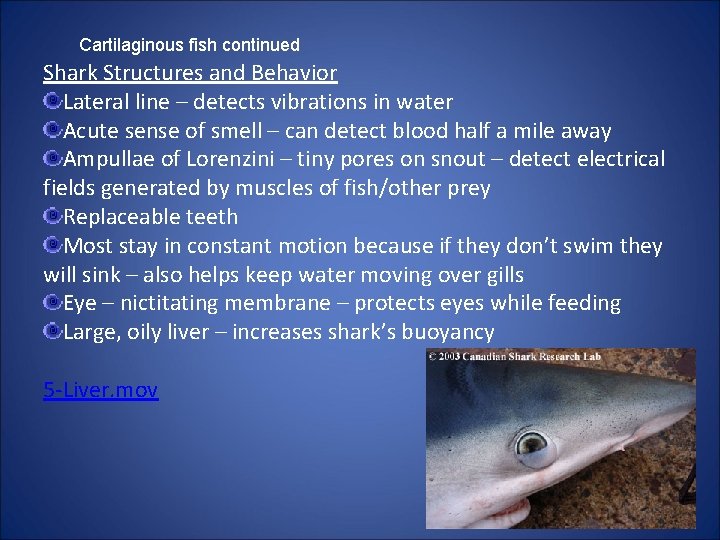 Cartilaginous fish continued Shark Structures and Behavior Lateral line – detects vibrations in water