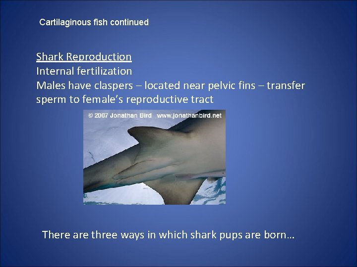 Cartilaginous fish continued Shark Reproduction Internal fertilization Males have claspers – located near pelvic