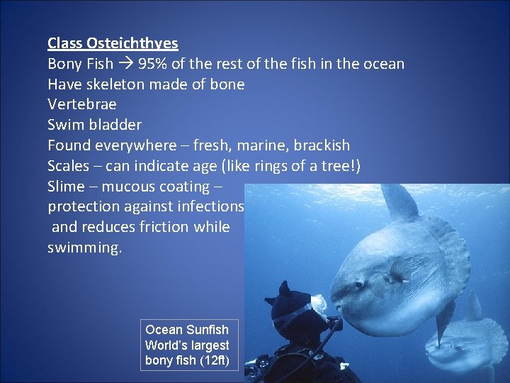 Class Osteichthyes Bony Fish 95% of the rest of the fish in the ocean