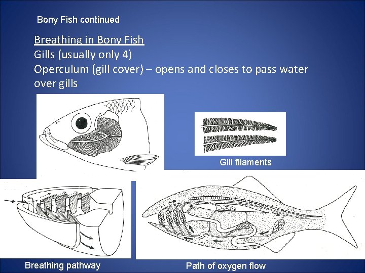 Bony Fish continued Breathing in Bony Fish Gills (usually only 4) Operculum (gill cover)