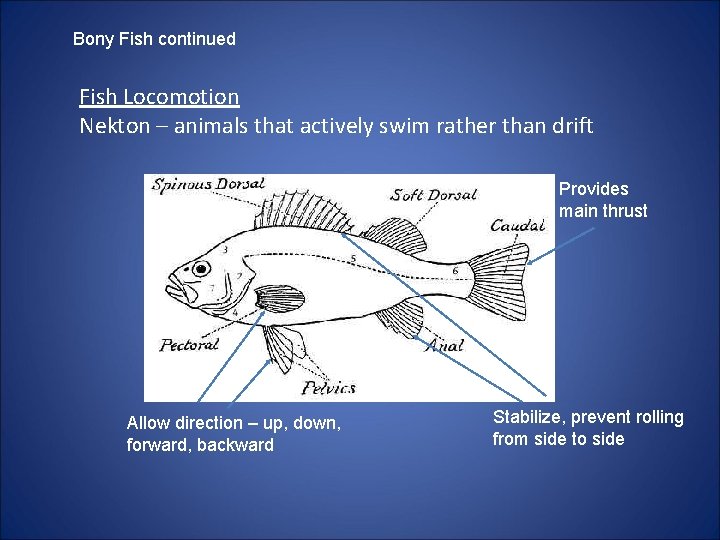 Bony Fish continued Fish Locomotion Nekton – animals that actively swim rather than drift