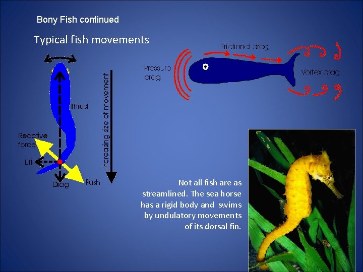 Bony Fish continued Typical fish movements Not all fish are as streamlined. The sea