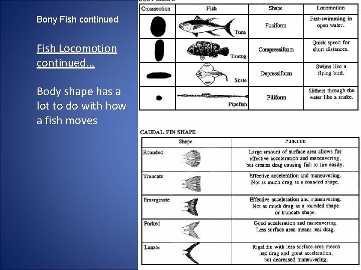 Bony Fish continued Fish Locomotion continued… Body shape has a lot to do with