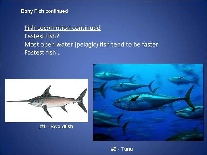 Bony Fish continued Fish Locomotion continued Fastest fish? Most open water (pelagic) fish tend