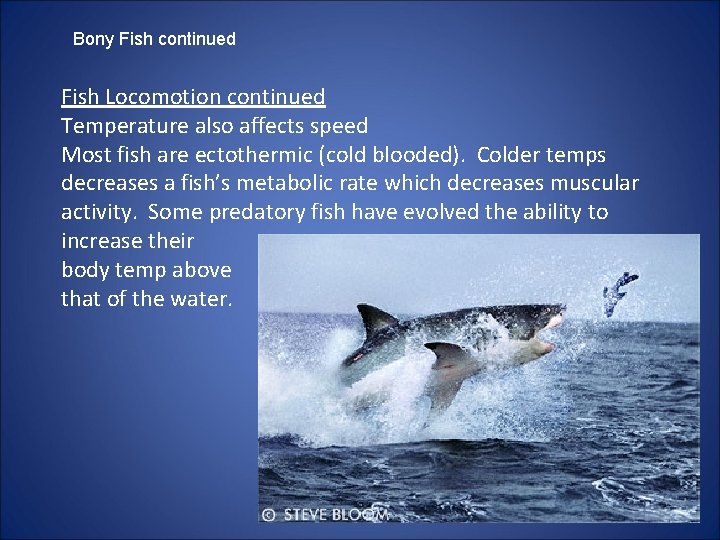 Bony Fish continued Fish Locomotion continued Temperature also affects speed Most fish are ectothermic