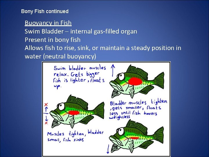 Bony Fish continued Buoyancy in Fish Swim Bladder – internal gas-filled organ Present in