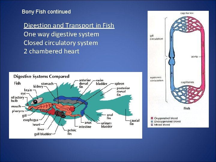 Bony Fish continued Digestion and Transport in Fish One way digestive system Closed circulatory