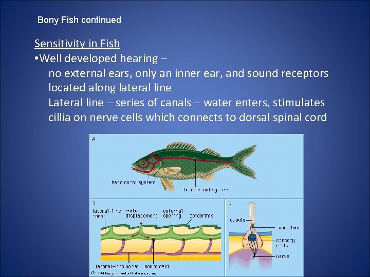 Bony Fish continued Sensitivity in Fish • Well developed hearing – no external ears,