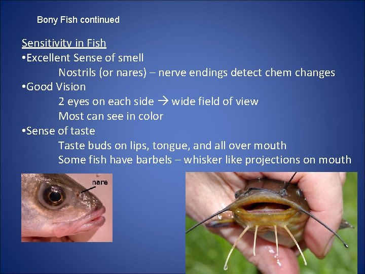 Bony Fish continued Sensitivity in Fish • Excellent Sense of smell Nostrils (or nares)