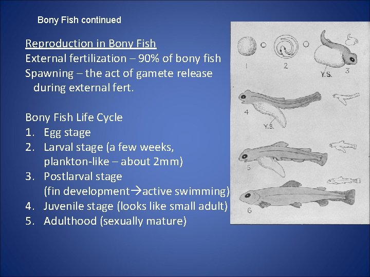 Bony Fish continued Reproduction in Bony Fish External fertilization – 90% of bony fish