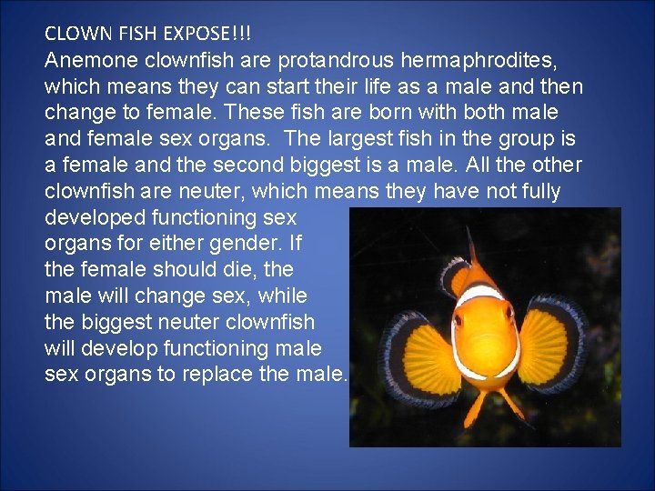 CLOWN FISH EXPOSE!!! Anemone clownfish are protandrous hermaphrodites, which means they can start their