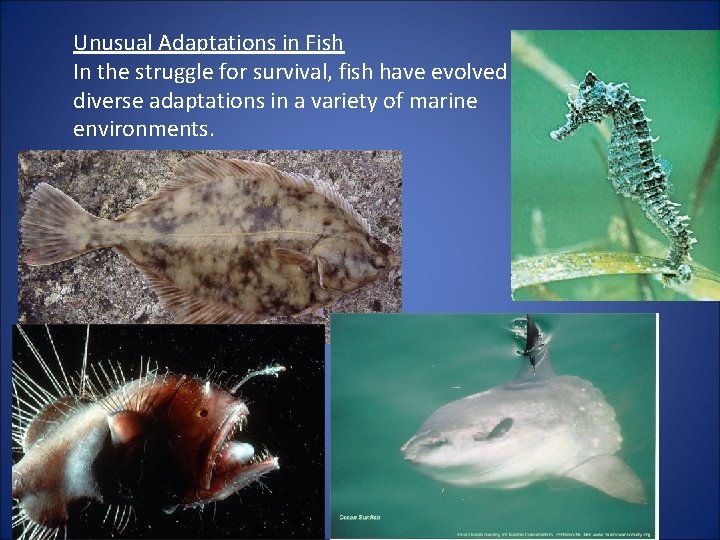 Unusual Adaptations in Fish In the struggle for survival, fish have evolved diverse adaptations