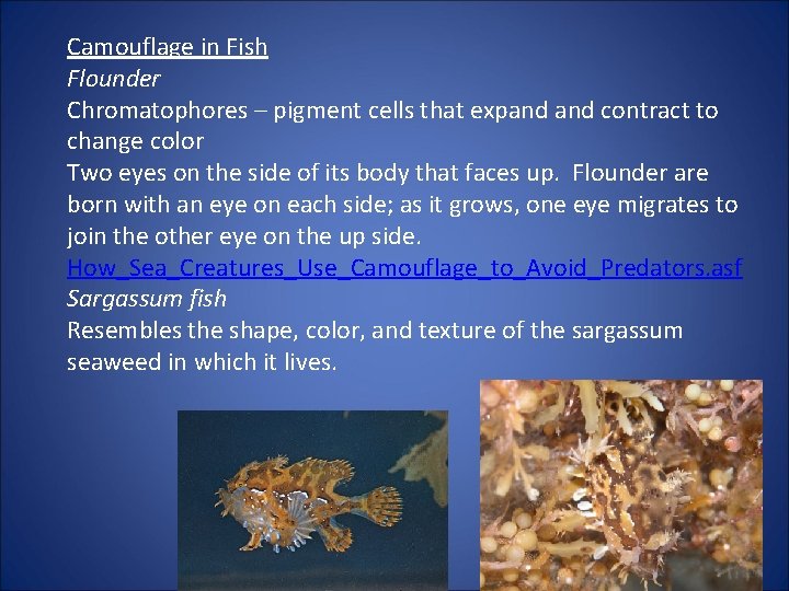 Camouflage in Fish Flounder Chromatophores – pigment cells that expand contract to change color