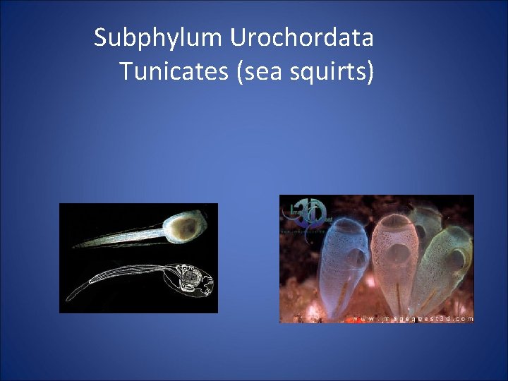 Subphylum Urochordata Tunicates (sea squirts) 