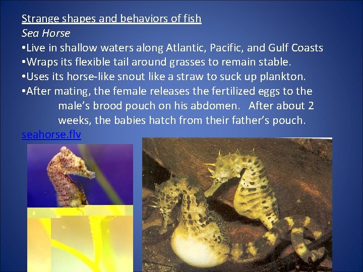 Strange shapes and behaviors of fish Sea Horse • Live in shallow waters along