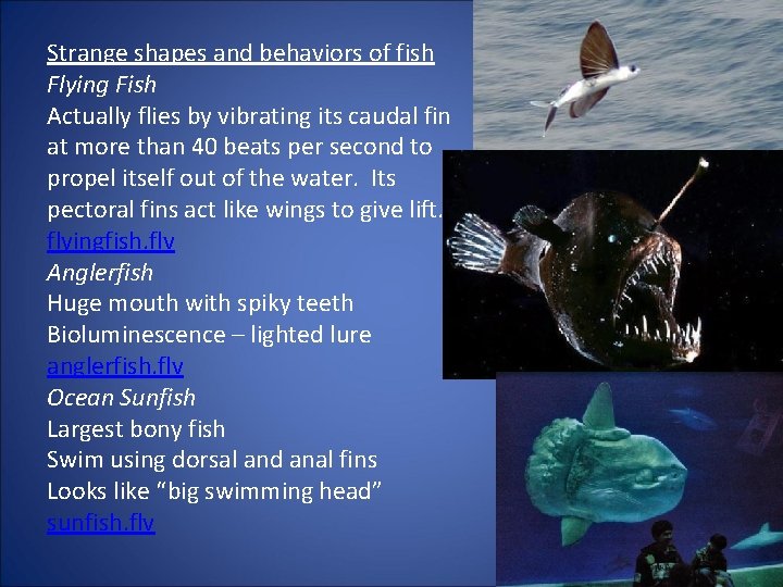 Strange shapes and behaviors of fish Flying Fish Actually flies by vibrating its caudal