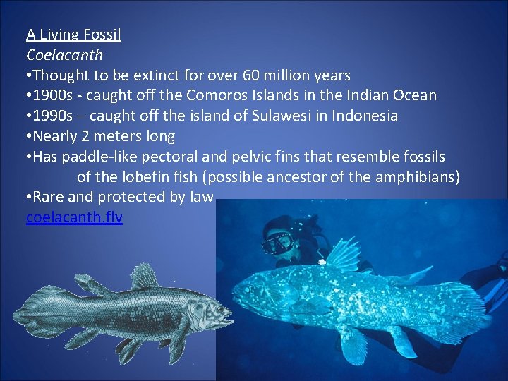 A Living Fossil Coelacanth • Thought to be extinct for over 60 million years