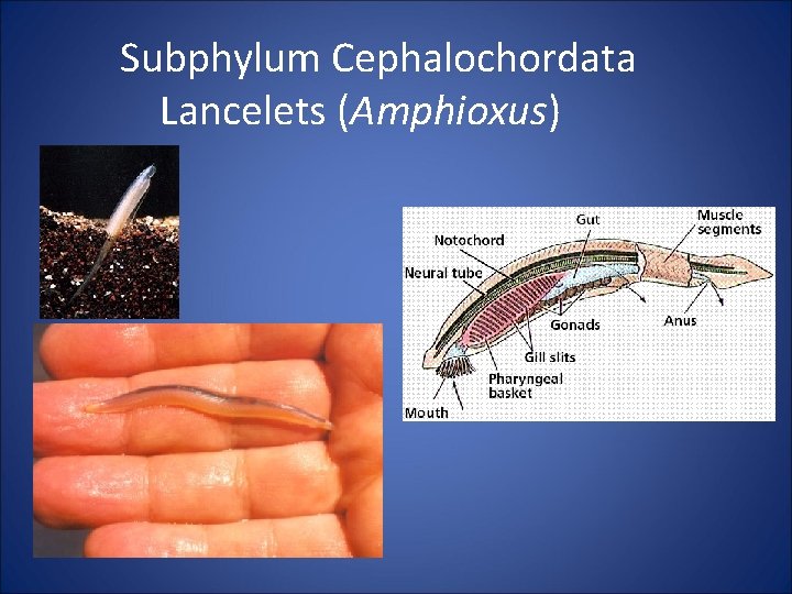 Subphylum Cephalochordata Lancelets (Amphioxus) 