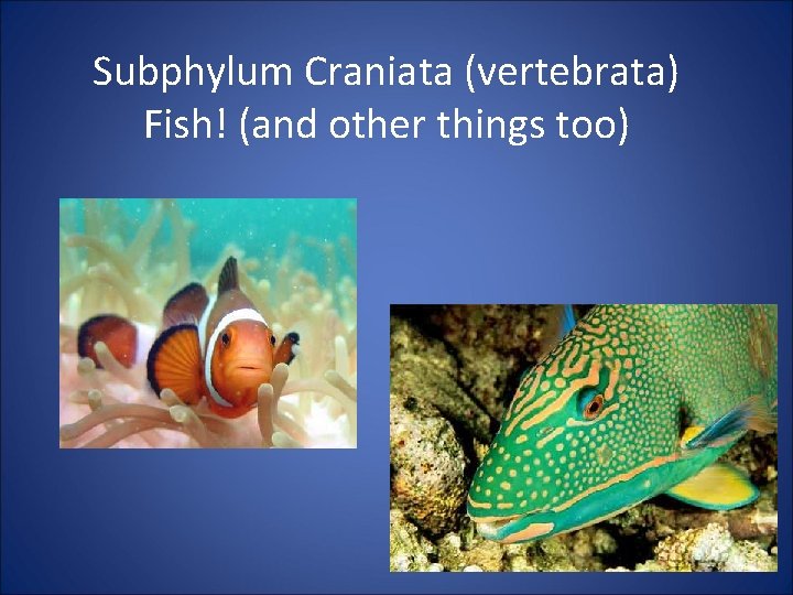 Subphylum Craniata (vertebrata) Fish! (and other things too) 