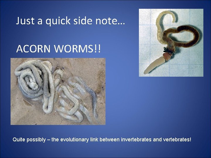 Just a quick side note… ACORN WORMS!! Quite possibly – the evolutionary link between