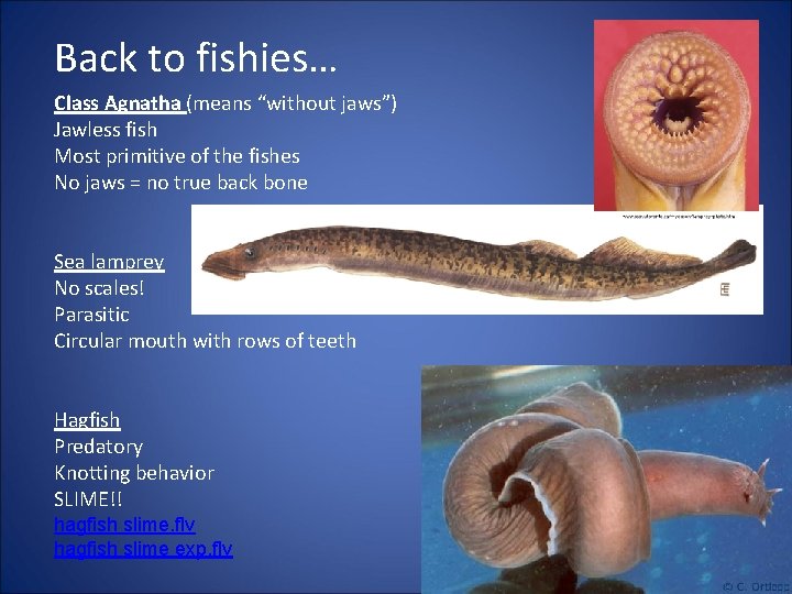 Back to fishies… Class Agnatha (means “without jaws”) Jawless fish Most primitive of the