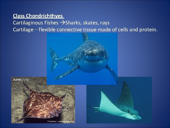 Class Chondrichthyes Cartilaginous Fishes Sharks, skates, rays Cartilage – flexible connective tissue made of