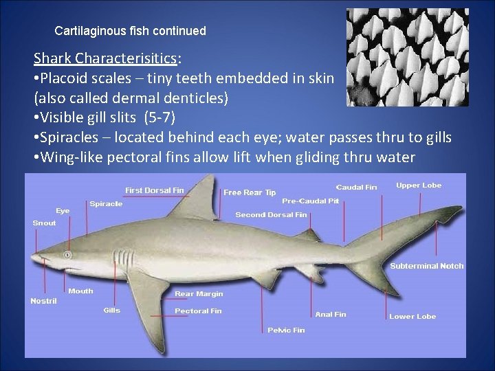 Cartilaginous fish continued Shark Characterisitics: • Placoid scales – tiny teeth embedded in skin