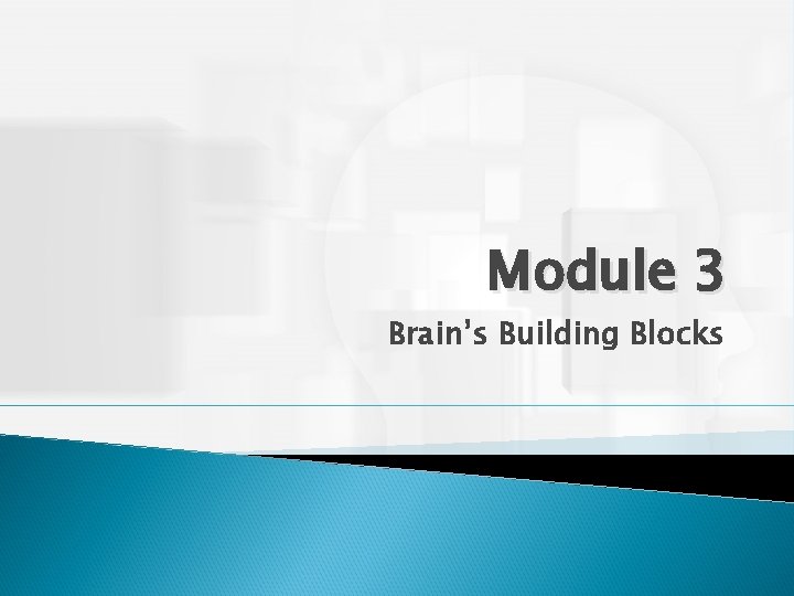 Module 3 Brain’s Building Blocks 
