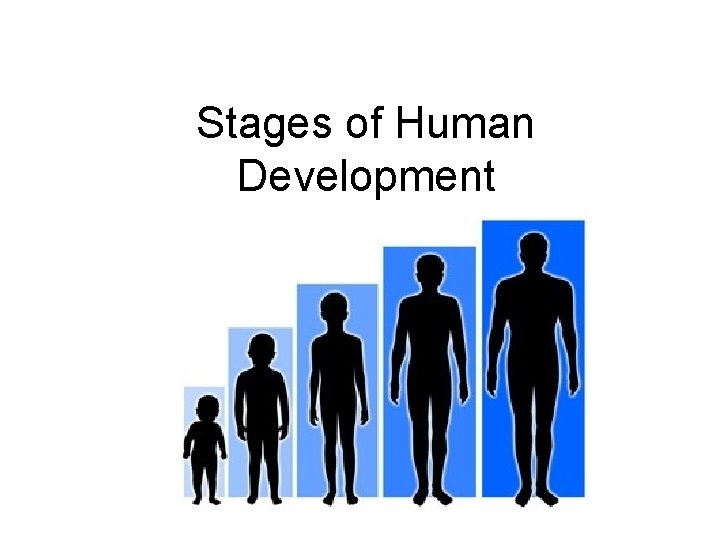 Stages of Human Development 1 st Trimester Zygote