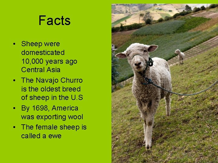 Facts • Sheep were domesticated 10, 000 years ago Central Asia • The Navajo