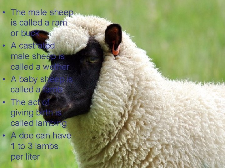  • The male sheep is called a ram or buck • A castrated