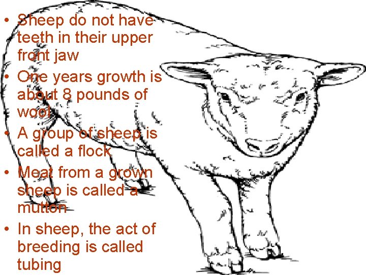  • Sheep do not have teeth in their upper front jaw • One