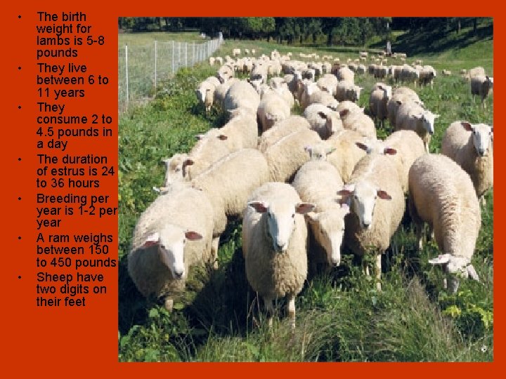  • • The birth weight for lambs is 5 -8 pounds They live