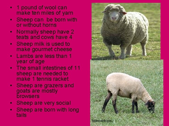  • 1 pound of wool can make ten miles of yarn • Sheep