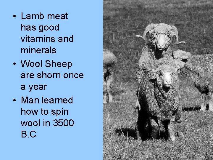  • Lamb meat has good vitamins and minerals • Wool Sheep are shorn