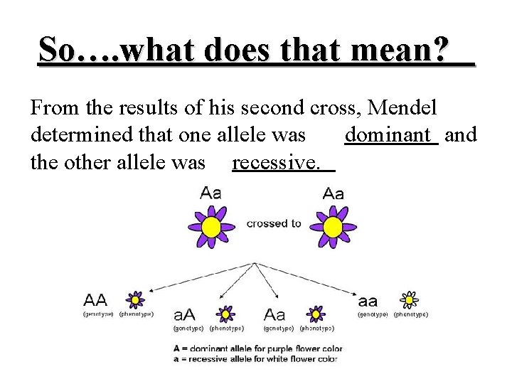 So…. what does that mean? From the results of his second cross, Mendel determined