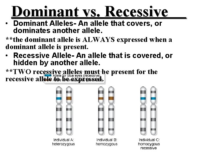 Dominant vs. Recessive • Dominant Alleles- An allele that covers, or dominates another allele.