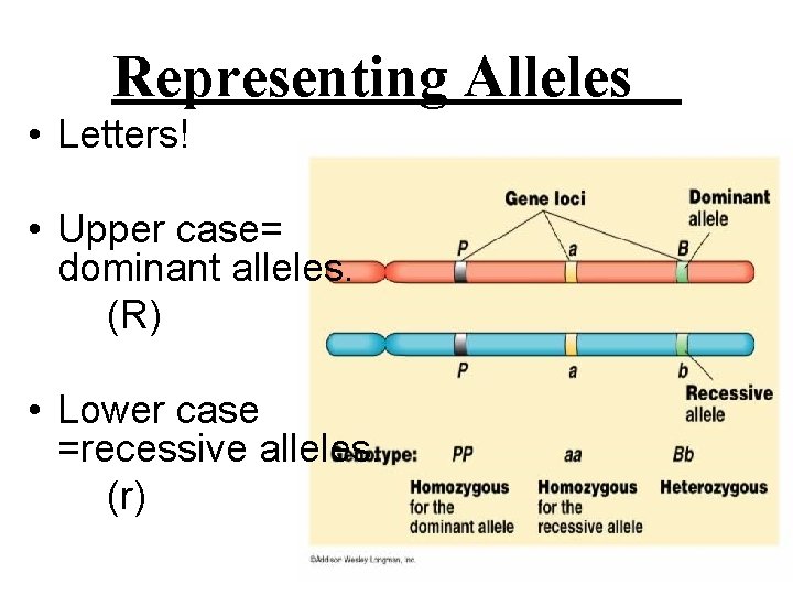 Representing Alleles • Letters! • Upper case= dominant alleles. (R) • Lower case =recessive