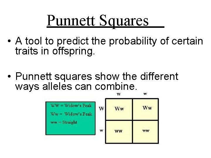 Punnett Squares • A tool to predict the probability of certain traits in offspring.